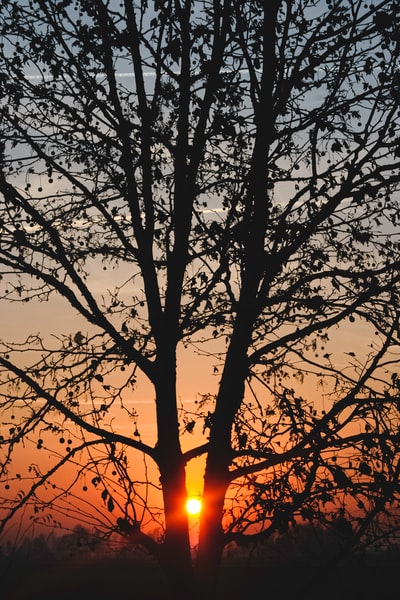 日落时光秃秃的树的轮廓